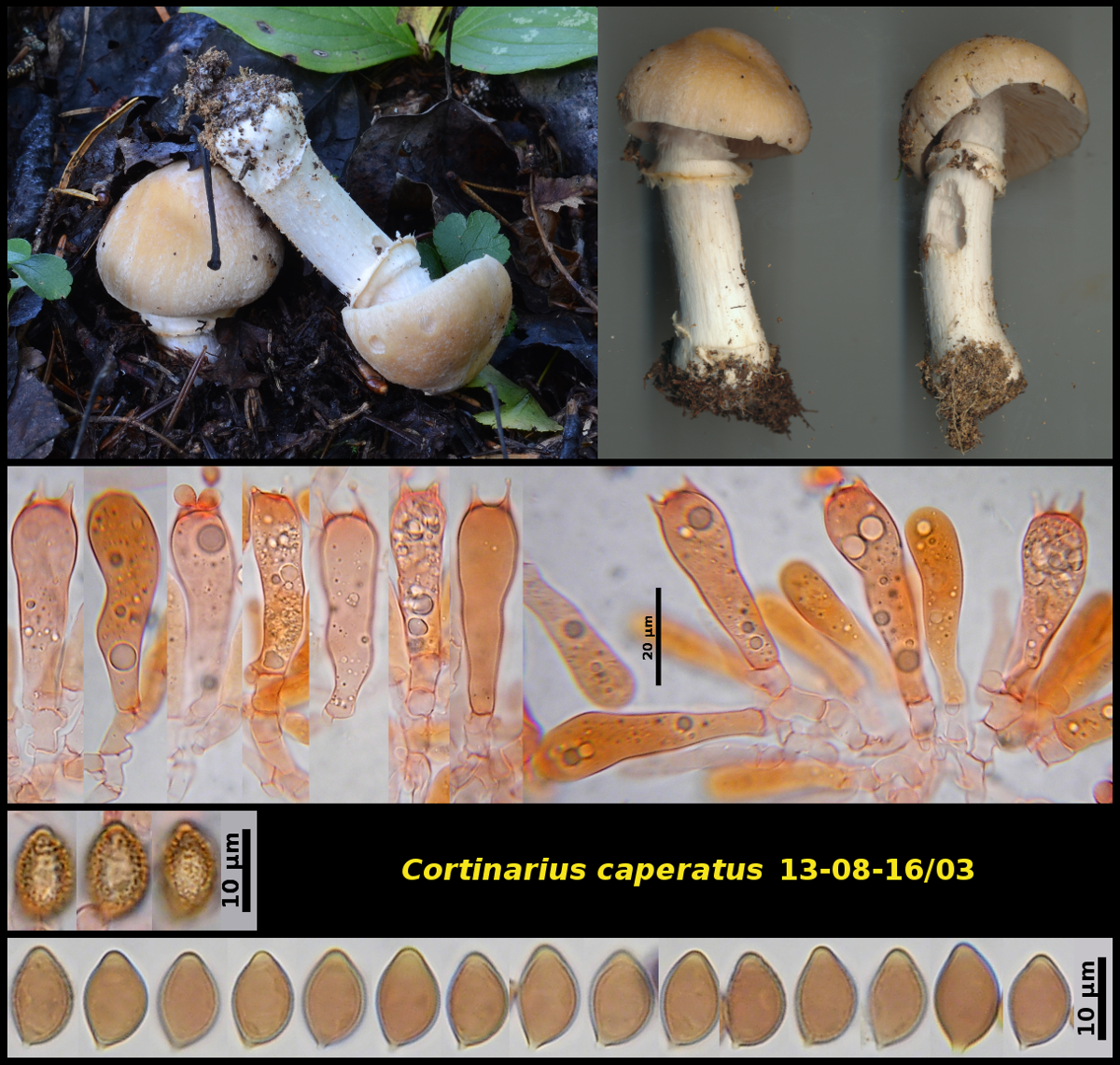 Picture of <i>Cortinarius caperatus</i>